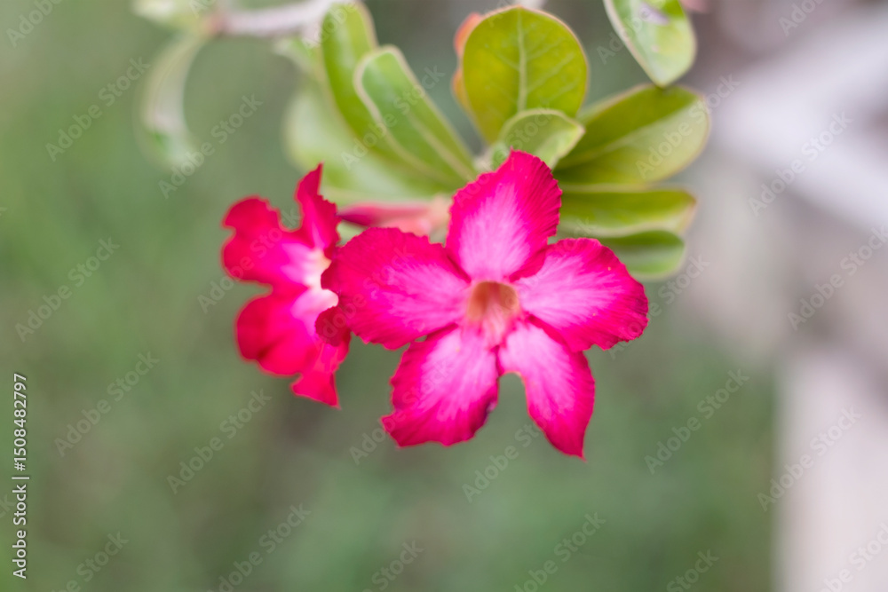 Fototapeta premium pink flowers in the garden, pink flowers of Adenium obesum (Impala Lily or Pink Bignonia, Mock Azalea, Desert Rose) with green leaves and branch on tree close up selective focus with blur background