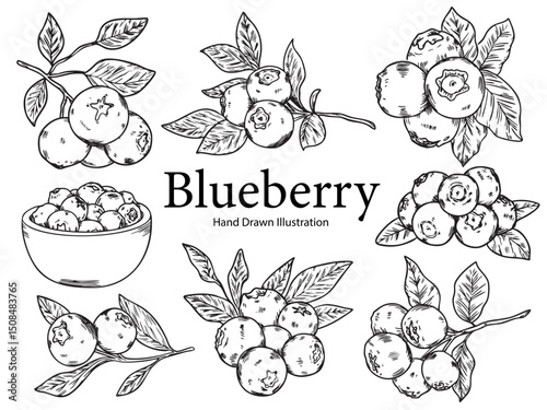 Set of hand drawn blueberry outline drawing illustration 2