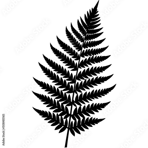 fern frond on white background .svg