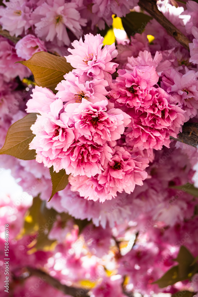 Fototapeta premium Pinkfarben Blüten in voller Pracht.Deatilreiche pinke Blüten im sanften Licht fotografiert. Betont wird die Farbintensität und das filigrane Blütenmuster.