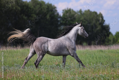Arabian horse runs gallop in green summer field