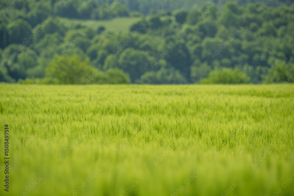 Obraz premium Green field with grain, close-up on nature background