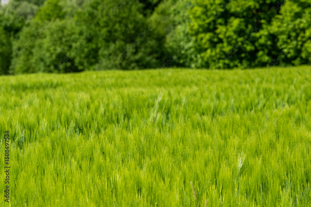 Green field with grain, close-up on nature background Green field with grain, close-up on nature background