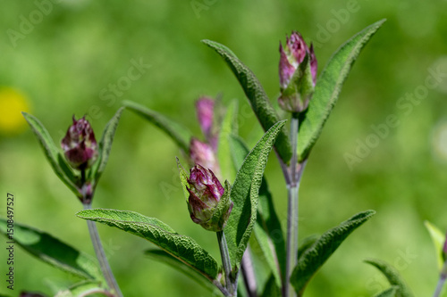 Fototapeta Naklejka Na Ścianę i Meble -  Fresh herb Sage growing on a home farm in the countryside, kitchen spice