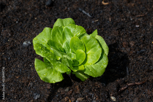 Lettuce, technically scallion or salad scallion (Lactuca sativa L.) is a leafy vegetable originating perhaps from Asia.