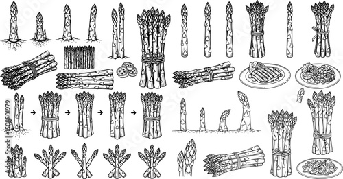 Black and white minimalist illustrations set of fresh green asparagus spears bundle