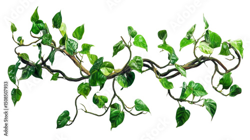 Lush Golden Pothos Vine isolated on white, creating a jungle border element