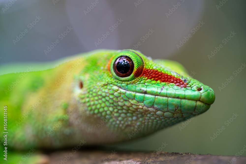 Obraz premium Emerald Gecko Resting on Jungle Branch