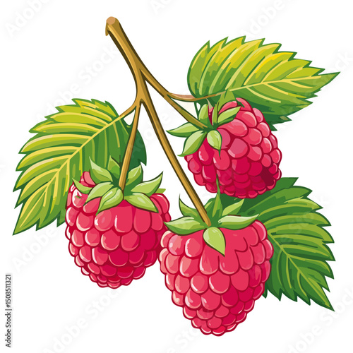 Branch of ripe raspberries color vector illustration. Image of summer red berry with leaves on isolated background. For packaging design and print for clothes