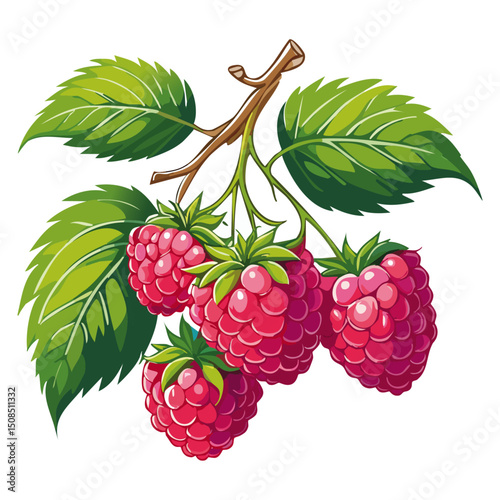 Branch of ripe raspberries color vector illustration. Image of summer red berry with leaves on isolated background. For packaging design and print for clothes