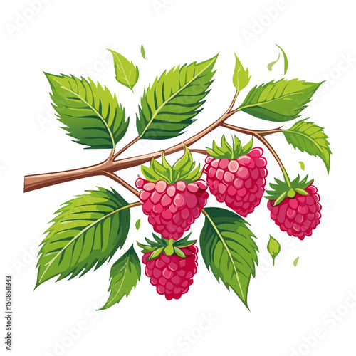 Branch of ripe raspberries color vector illustration. Image of summer red berry with leaves on isolated background. For packaging design and print for clothes