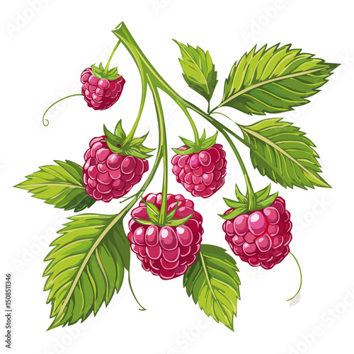 Branch of ripe raspberries color vector illustration. Image of summer red berry with leaves on isolated background. For packaging design and print for clothes
