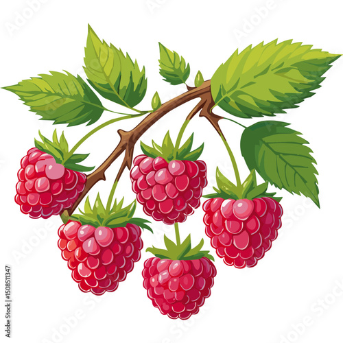 Branch of ripe raspberries color vector illustration. Image of summer red berry with leaves on isolated background. For packaging design and print for clothes