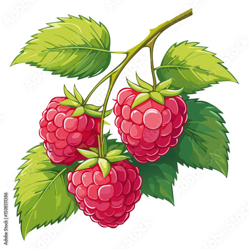 Branch of ripe raspberries color vector illustration. Image of summer red berry with leaves on isolated background. For packaging design and print for clothes