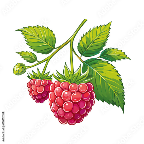 Branch of ripe raspberries color vector illustration. Image of summer red berry with leaves on isolated background. For packaging design and print for clothes