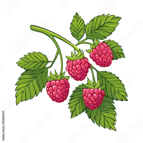 Branch of ripe raspberries color vector illustration. Image of summer red berry with leaves on isolated background. For packaging design and print for clothes