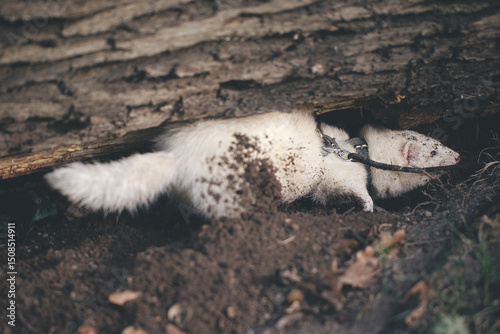Ferret enjoying walking and exploring space under trees in park