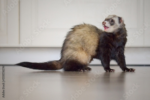 Sable ferret living in city apartment and run around