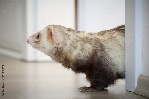 Sable ferret living in city apartment and run around