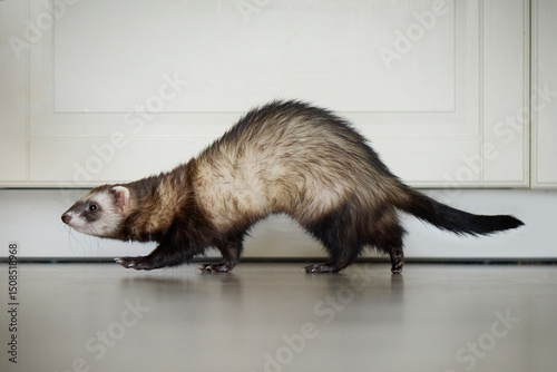Sable ferret living in city apartment and run around