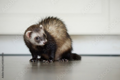 Sable ferret living in city apartment and run around