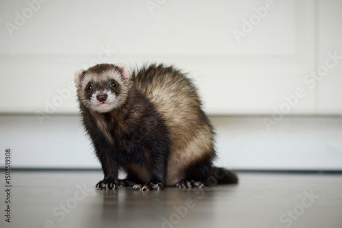 Sable ferret living in city apartment and run around