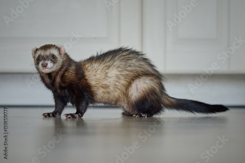 Sable ferret living in city apartment and run around