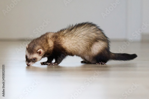 Sable ferret living in city apartment and run around