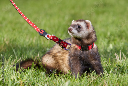 Ferret enjoying walking and exploring spring grass in park