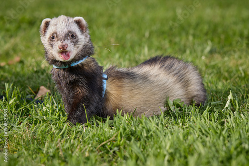 Ferret enjoying walking and exploring spring grass in park