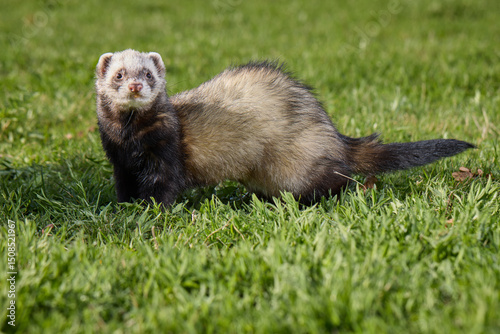 Ferret enjoying walking and exploring spring grass in park
