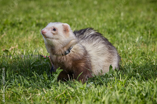 Ferret enjoying walking and exploring spring grass in park