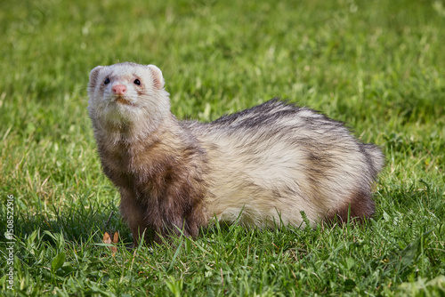 Ferret enjoying walking and exploring spring grass in park