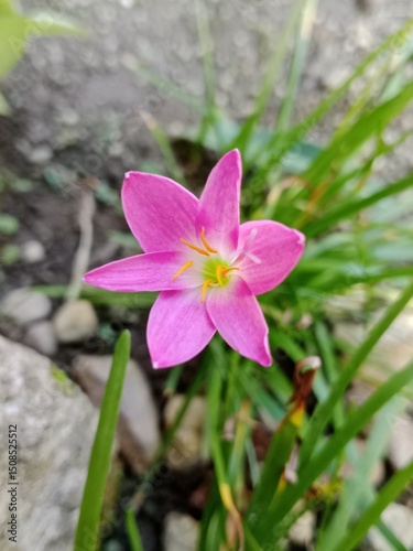 pink rain lily flower