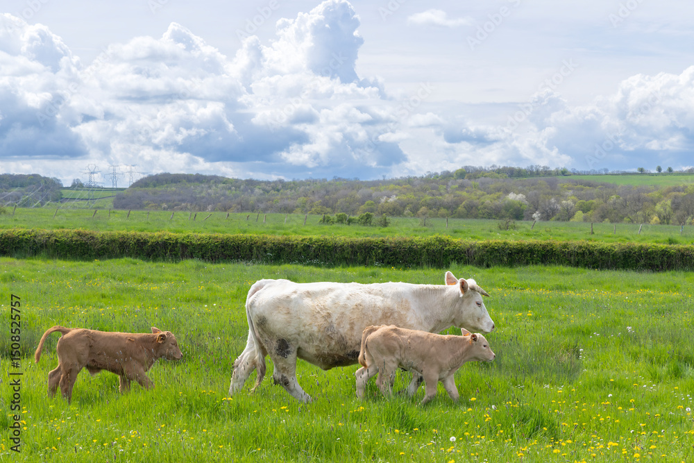 Naklejka premium Charolais cow walking in green field with two calves in Saussey, France