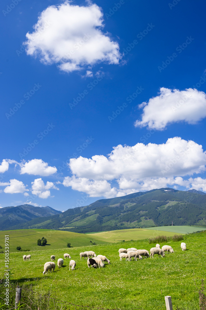 Sheep grazing in green pasture under blue sky in Slovakia Sheep grazing in green pasture under blue sky in Slovakia