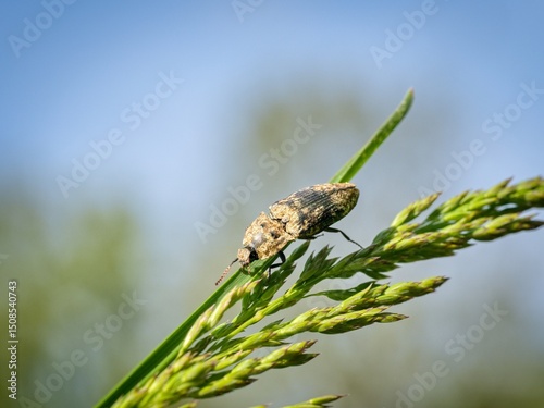 Mottled dingy-brown click beetle (Agrypnus murinus). About 15 millimeters long beetle. Close up. photo