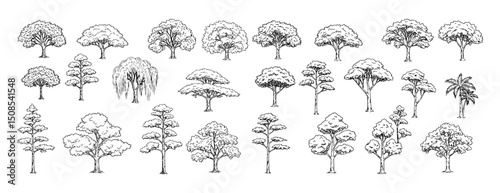 Vector outlines of types of trees set