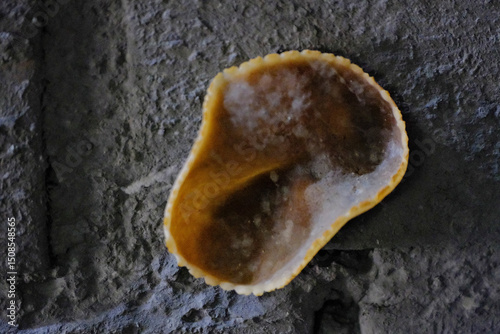 Peziza vesiculosa is a member of the family Pezizaceae, genus Peziza photo