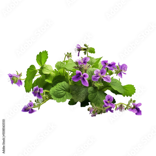 Wild creeping ground ivy with tiny purple flowers