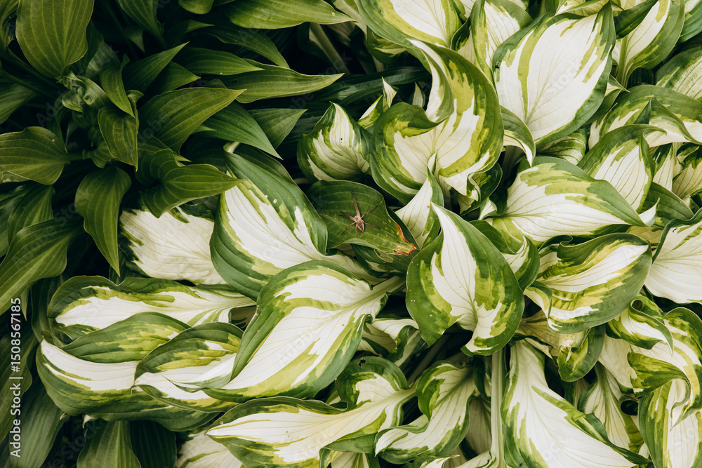 Fototapeta premium Close-up of hosta leaves with rich texture and natural green tones.