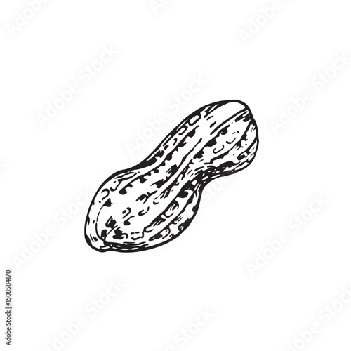 Peanut kernel in shell vector illustration hand drawn with ink. Black and white sketch isolated on white background. Object for food and vegetarian drinks label design