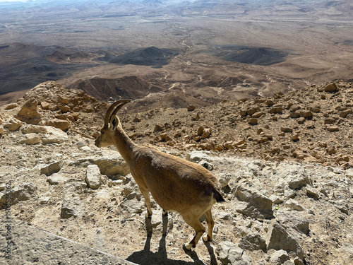 Wild Nubian ibex (Capra nubiana)