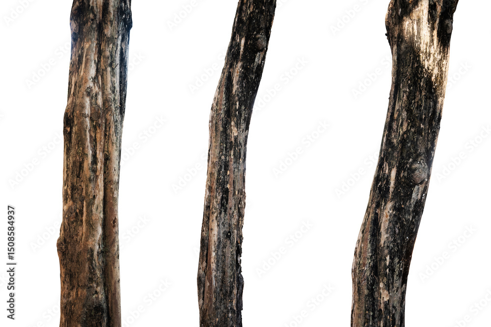 Fototapeta premium a collection of dead tree trunks