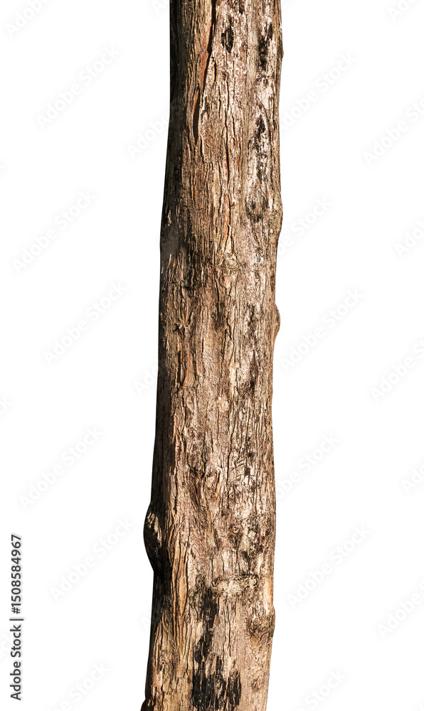 Naklejka premium tree bark texture isolated on white background