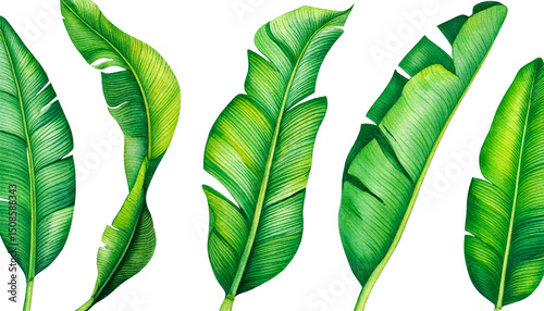 Set of exotic tropical banana leaves. Hand drawn watercolor painting on white background. png photo