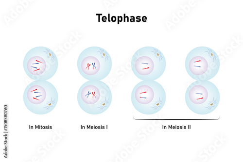 Telophase, Last Stage of Mitosis and Meiosis Science Design. Vector Illustration.