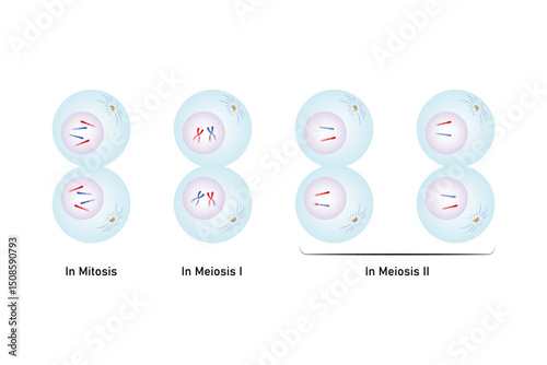 Telophase, Last Stage of Mitosis and Meiosis Science Design. Vector Illustration.
