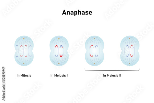 Anaphase, Third Stage of Mitosis and Meiosis Science Design. Vector Illustration.