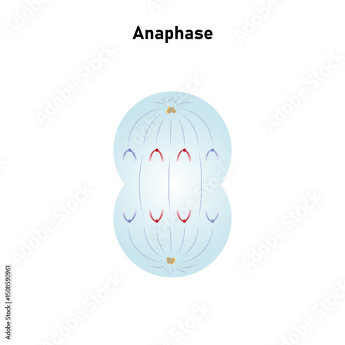 Anaphase, Third Stage of Mitosis Science Design. Vector Illustration.